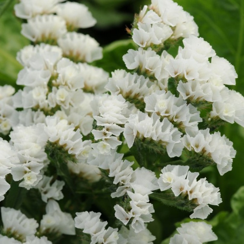 Limonium Qis White